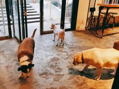 -萌喵咖啡屋(人民东路4号口M16商铺店)