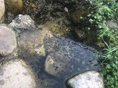 -秀丽东方