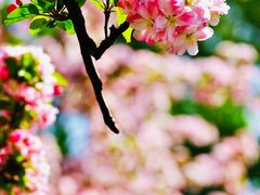-海棠花溪(元大都城垣遗址公园)