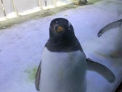 -芜湖新华联大白鲸海洋公园