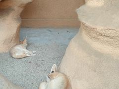 -成都动物园