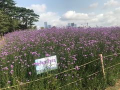 -成都保利公园皇冠假日酒店(熊猫基地店)