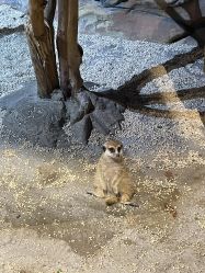 -未来动物城动物主题公园(大悦城店)