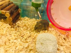 -龙猫仔乐园(惠福东路店)