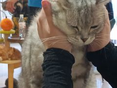 -平行世界·猫咖(首经贸店)