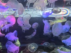 -太平洋海底世界