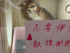 -屋虎猫馆(宝安大仟里店)