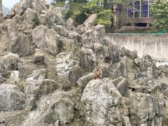 -贵州森林野生动物园