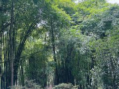 -南山植物园