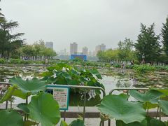 -莲花池公园