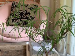 -陶享时光西餐·下午茶·竹林花园(新城店)