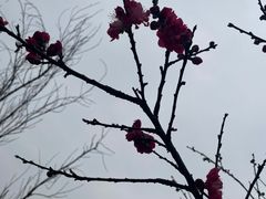 -重庆园博园