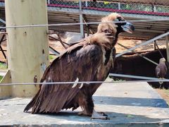 -西霞口神雕山野生动物世界
