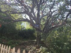 -洛阳白云山景区