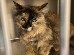 -萌兽医馆·犬猫专科·眼科中心·宠物医院(朝阳门分院)