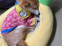 -逗柴咖啡屋·狗咖猫咖宠物桌游