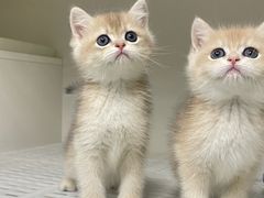 -lincat·猫舍(广州店)