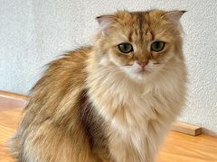 -猫小主咖啡·猫咖cat cafe(福田店)