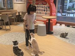 -米乐乖乖猫咪咖啡馆·猫咖(深圳湾后海汇店)