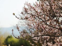 -国家植物园