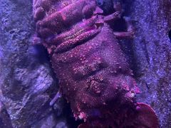 -悉尼海洋生物水族馆