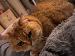 -悠尼宠物·独立低压伊珊娜洗护·美容·寄养(兰谷路店)