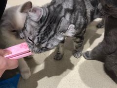 -藏猫猫咖啡主题馆(中央大道店)