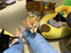 -逗柴咖啡屋·狗咖猫咖宠物桌游