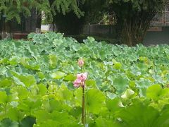 -四川大学(华西校区)