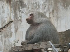 -青藏高原野生动物园