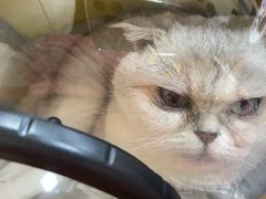-申普宠物医院·心脏介入·心血管微创(总院)