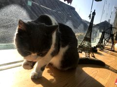 -猫小院猫主题咖啡厅(北锣店)