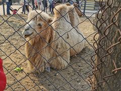 -长白岛森林公园