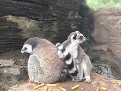 -秦皇岛野生动物园