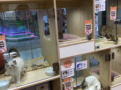 -屋虎猫馆(宝安大仟里店)
