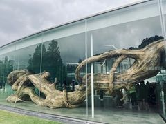 -金泽21世纪美术馆