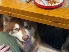 -古彭7只羊·招牌白串·碳锅羊肉旗舰店