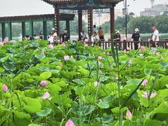 -莲花池公园