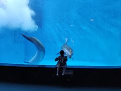 -海合安成都极地海洋公园