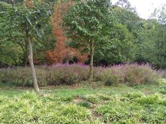 -贵阳市花溪国家城市湿地公园