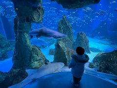 -海合安成都极地海洋公园