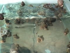 -兆辉木炭海鲜烧烤·海鲜小炒