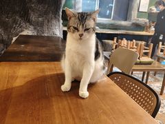 -猫猫幼稚园·撸猫·桌游·电玩