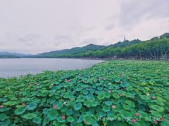-西湖游船