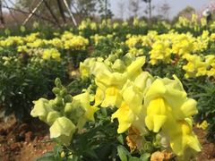 -天适樱花悠乐园