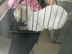 -1013 PET SHOP精品宠物商店(丁香店)