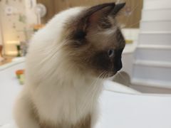 -COLOR PETS 撸猫馆·购猫·猫咖(长风大悦城店)