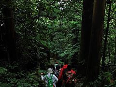 -天目山大树王景区