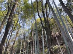 -桃花岭景区