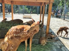 -长白岛森林公园